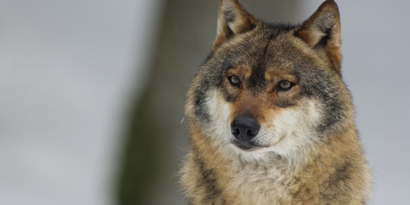 Déclassement du loup : un choix démagogique  qui n’apporte aucune solution